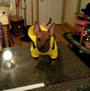 Meet your Posher, Darlene